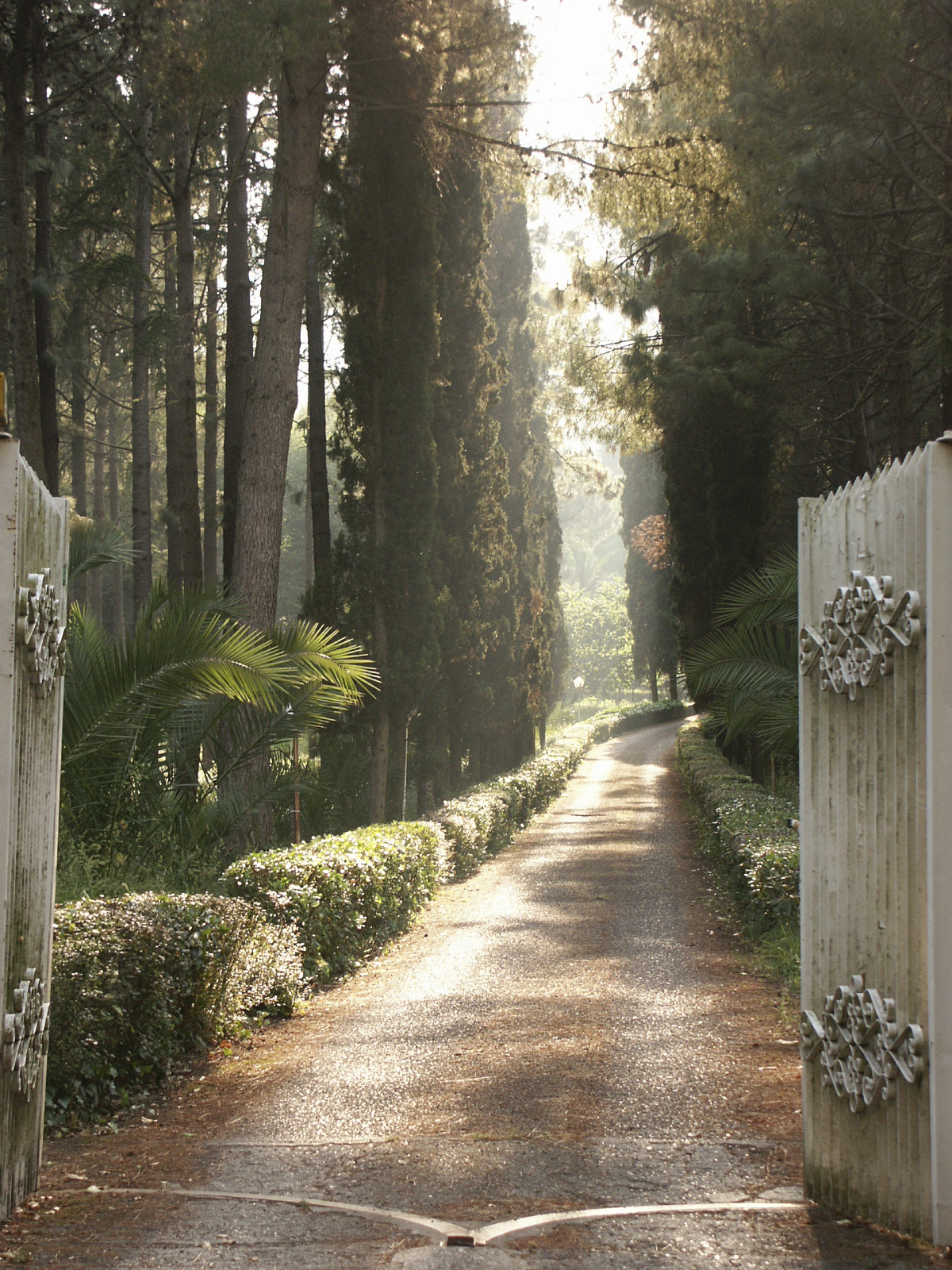 Forest path